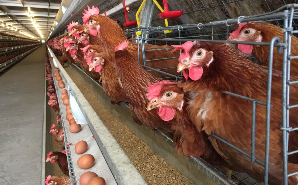 pelatihan operasional ayam petelur