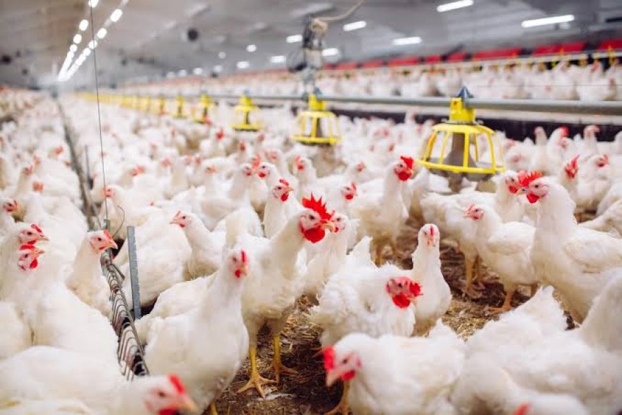 Pelatihan Manajemen Agribisnis Ayam dan Petelur
