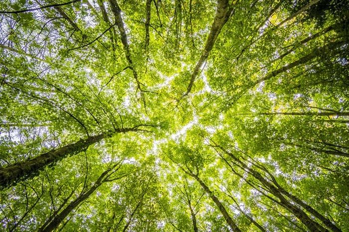 Pelatihan Sumberdaya Hutan