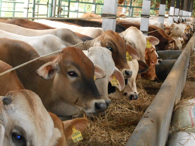 PELATIHAN PETERNAKAN SAPI